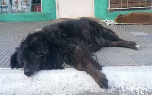 Tristeza: falleció el perrito que siempre estaba afuera de una verdulería céntrica