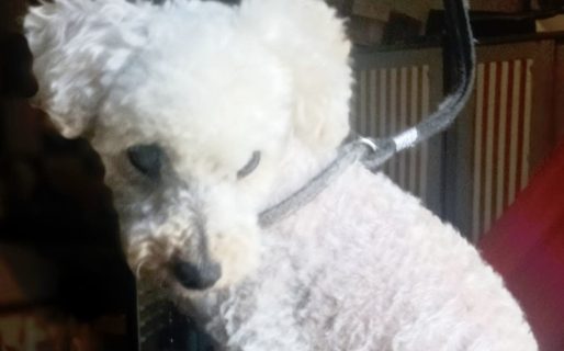 Buscan un hogar para Miki, la perrita ciega que sufrió una adopción fallida