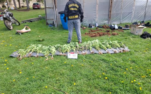 Operativo “Sueño Ácido”: desmantelaron una red de drogas psicodélicas y cannabis en Comodoro y El Bolsón