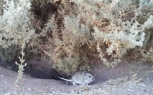 Reapareció en la provincia un roedor que se creía extinto