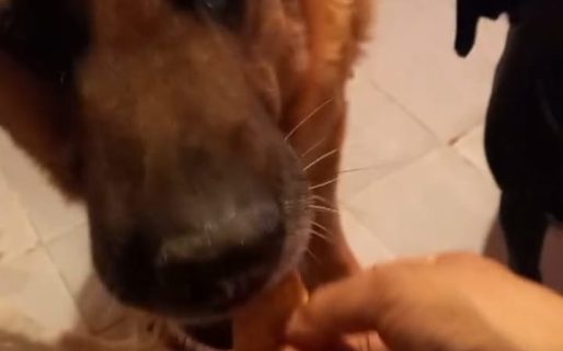 Duke, el perro comodorense que solo come las galletitas de la marca que le gustan