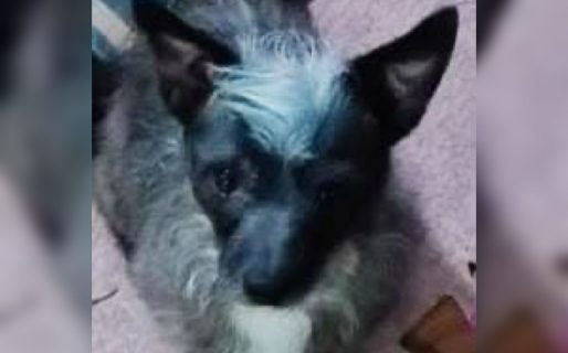 Su dueño falleció y le buscan un nuevo hogar