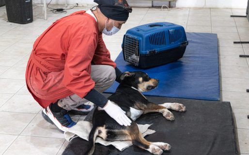 Comodoro participa de la IV Jornada de Castración Masiva en América Latina