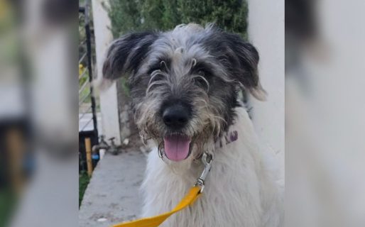 Su dueña tuvo que viajar por problemas de salud y le buscan un hogar