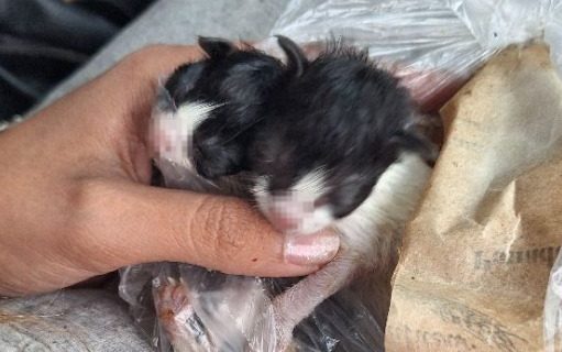 Crueldad animal: gatitos recién nacidos fueron arrojados dentro de una bolsa de basura