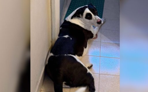 Se extravió Frida y su familia pide ayuda para encontrarla