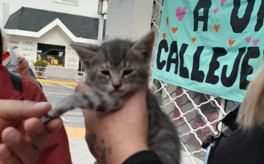 «Ayuda a un Callejero» impulsará una colecta solidaria en la Expo Mascotas