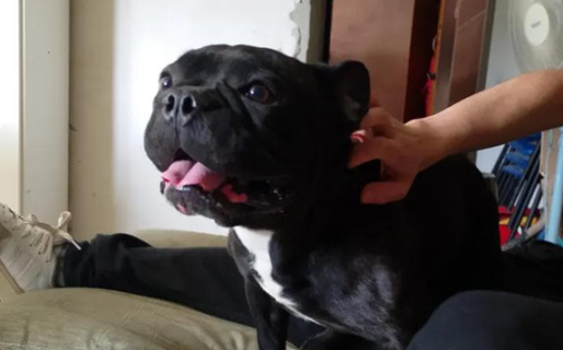 Encontraron un bulldog francés en Km3 y buscan a sus dueños porque llora mucho y muy fuerte