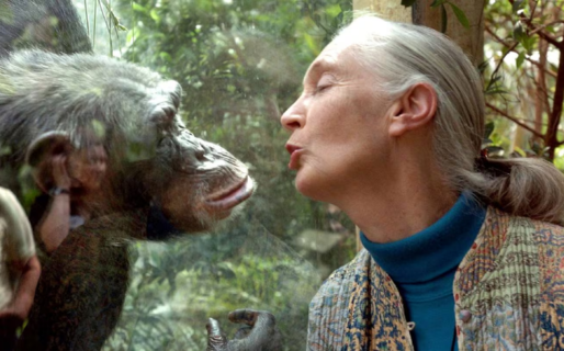 Murió a los 91 años Jane Goodall, “la mujer de los chimpancés”
