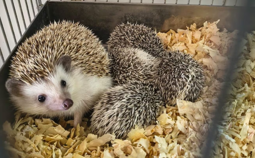 Rescataron a 87 erizos africanos de un criadero ilegal