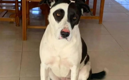 Continúa la búsqueda de Frida: su familia ofrece recompensa para encontrarla