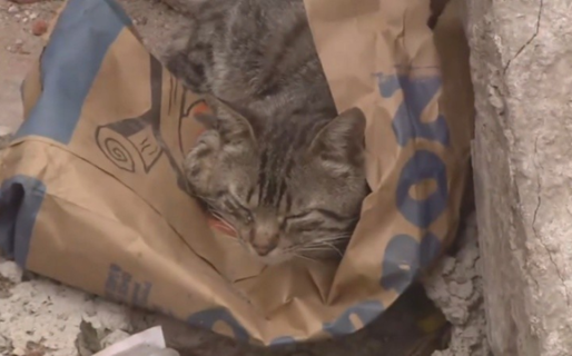 El gato le salvó la vida al despertarlo durante el incendio de su casa