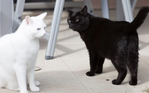 Alertan sobre el peligro de dar gatos y perros en adopción cerca de Halloween