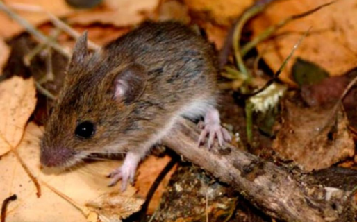 Confirman un caso de hantavirus en Chubut: una mujer permanece en terapia intensiva