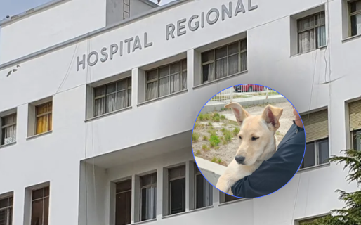 Trabajadores del hospital rescataron a un cachorro perdido y lo reunieron con su familia: «Millón de gracias»