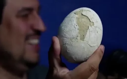 Hallan un nido de dinosaurio excepcionalmente conservado en Río Negro