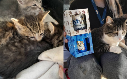 Tres gatitos encontraron un hogar en una nueva jornada de adopciones