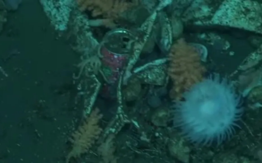 Imágenes revelan basura a más de 140 metros de profundidad frente a la costa de Chubut