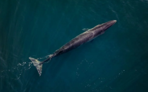Con charlas, proyecciones y show musical, Punta Marqués conmemora 40 años de preservación natural