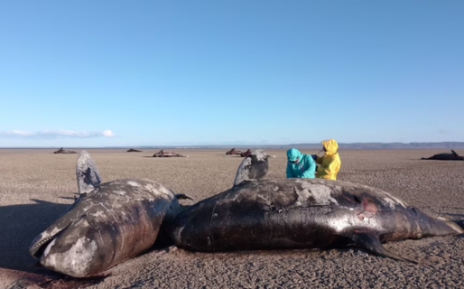 Encontraron más de 20 orcas muertas un una provincia patagónica: investigan las causas tras descartar lesiones