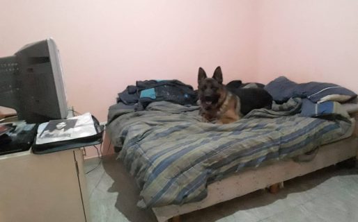 Se le metió un ovejero alemán a la casa, se subió a la cama y se puso a mirar tele: buscan a los dueños
