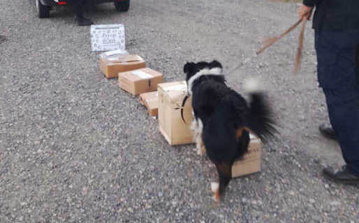 Un perro detector permitió el hallazgo de droga en un equipajes en Chubut
