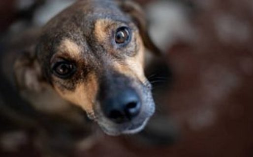 Este sábado habrá una jornada de adopciones en la ciudad y buscan voluntarios