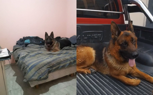 El ovejero alemán que mira tele se reencontró con su familia: «Un final feliz»