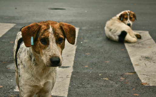 En Comodoro hay más de 100 mil perros callejeros