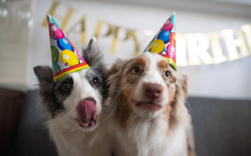 Tortas de cumpleaños para perros, la inédita propuesta de un emprendimiento en Comodoro