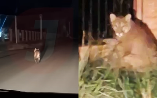 Piden no salir a correr de noche en una ciudad de Chubut por la presencia de un puma