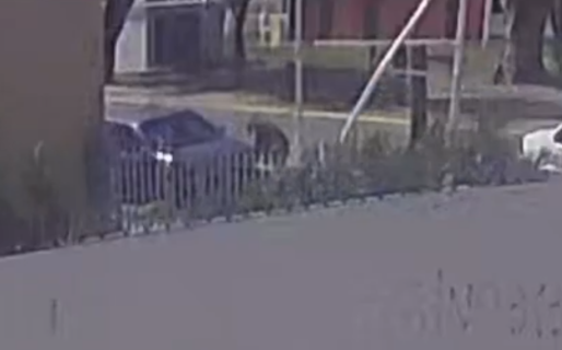 Le robaron la batería del auto en segundos