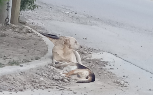 Un perrito murió atropellado y su compañero no quería apartarse del cuerpo
