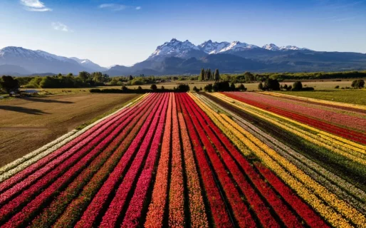 Trevelin abre sus campos con 12 nuevas variedades de tulipanes como protagonistas