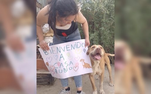 Conmovió a toda la ciudad y hoy duerme calentito: adoptaron al perrito que vagaba por el centro