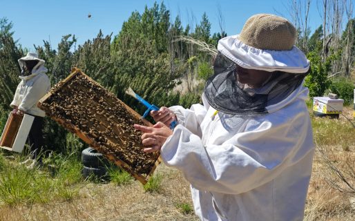 Zambrano: “La abeja es un insecto que está en peligro de extinción, por eso necesitamos rescatarla de la ciudad”