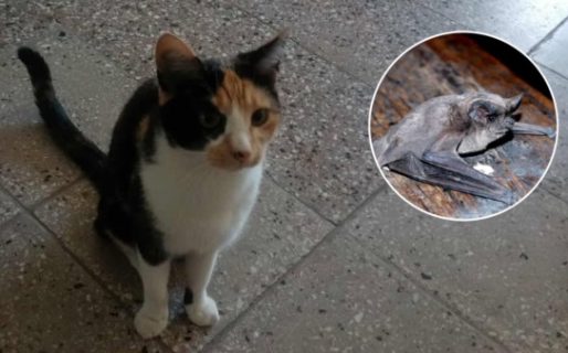 Alarma en Rawson: La gata que cazó un murciélago con rabia está en cuarentena