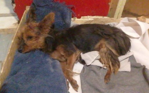 Fue atacada por otros perros, la rescataron y ahora necesita un hogar para recuperarse