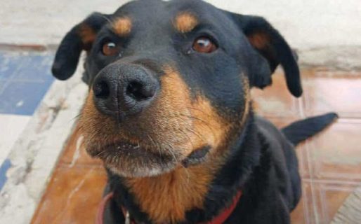 «Te estamos esperando, gorda»: una familia de Km 3 denuncia que se llevaron a su perra