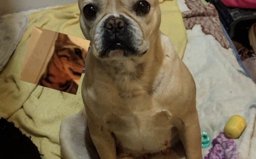 Buscan desesperadamente a una perrita perdida en Quintas durante el temporal