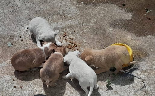 Abandonaron a cinco cachorros en plena alerta roja y buscan un hogar responsable