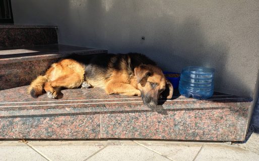 Conmoción por la muerte de “Orejas”: el perrito que cuidaba a su compañero y fue símbolo de lealtad