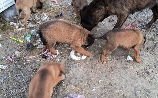 Perras y sus cachorros sobreviven entre la basura y piden ayuda urgente