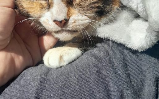 «La calle la está apagando»: Buscan adopción urgente para una gata adulta que sobrevivió a un ataque