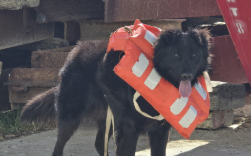 Ramoncito se extravió y piden ayuda para encontrarlo