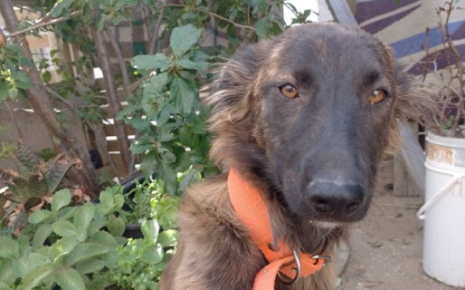 Lobita busca un hogar: fue rescatada del abandono y necesita una familia