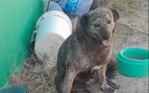 Buscan una familia para Tigresita, una perrita adulta que espera un hogar hace años