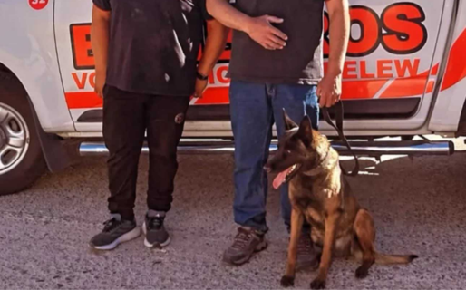 Reincorporan a un perro rastreador de Trelew en los operativos de Rocas Coloradas