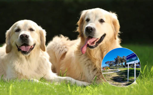 Dónde y cuándo es la juntada de perros Golden Retriever en Comodoro