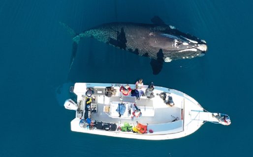 Investigan ballenas francas australes utilizando tecnología de vanguardia para el monitoreo satelital